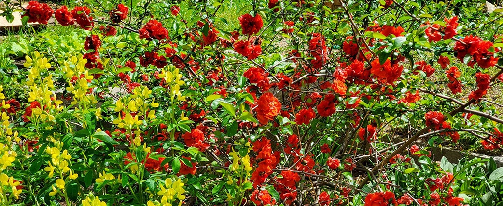 Beautiful flowering plants at Yole Africa cultural center garden
