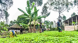 Sustainable agriculture program at Yole Africa cultural center Goma